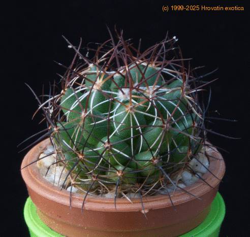 Dolichothele melaleuca MOP
