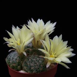 Dolichothele sphaerica