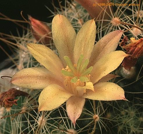 Dolichothele surculosa-702