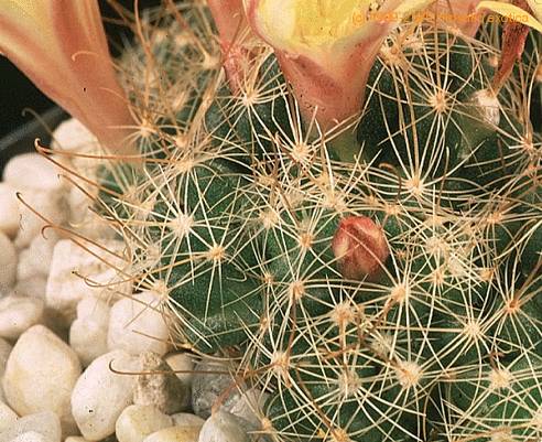 Dolichothele surculosa-703