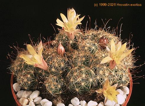 Dolichothele surculosa-816