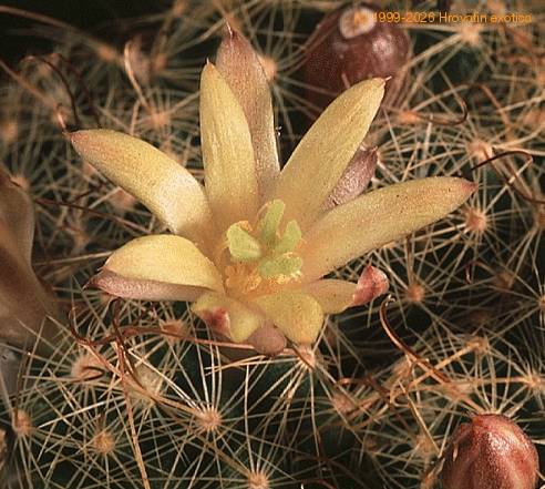 Dolichothele surculosa-817