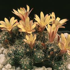 Dolichothele surculosa