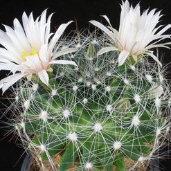 Dolichothele zephyranthoides