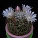 Dolichothelle albescens f MOP