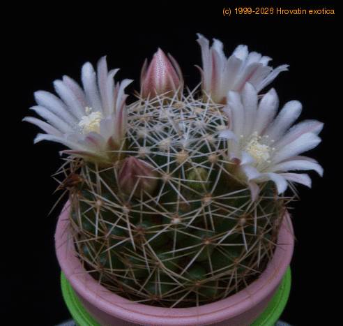 Dolichothelle albescens f MOP