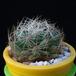 Dolichothelle albescens MOP