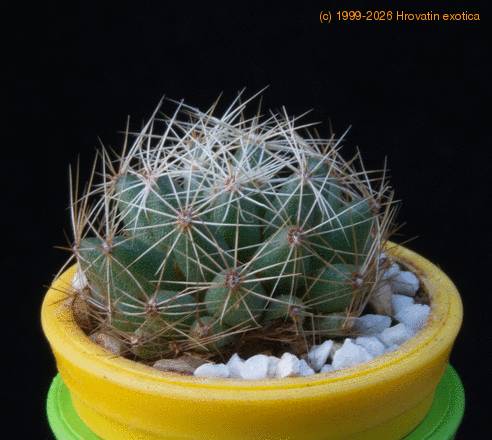 Dolichothelle albescens MOP