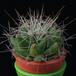 Dolichothelle longimamma MOP