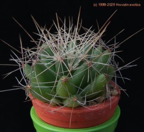 Dolichothelle longimamma MOP