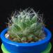 Dolichothelle sphaerica MOP