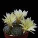 Dolichothelle sphaerica SSPP