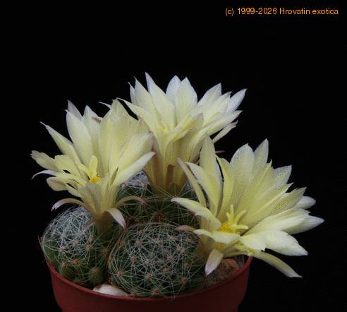 Dolichothelle sphaerica SSPP