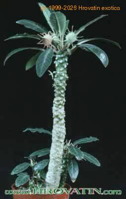 Dorstenia foetida 1017