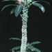 Dorstenia foetida 1017