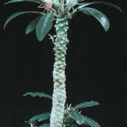 Dorstenia foetida
