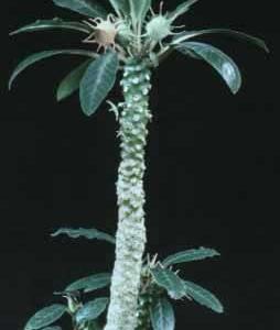 Dorstenia foetida