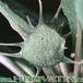 Dorstenia foetida flower 1018