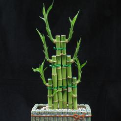 Dracaena braunii