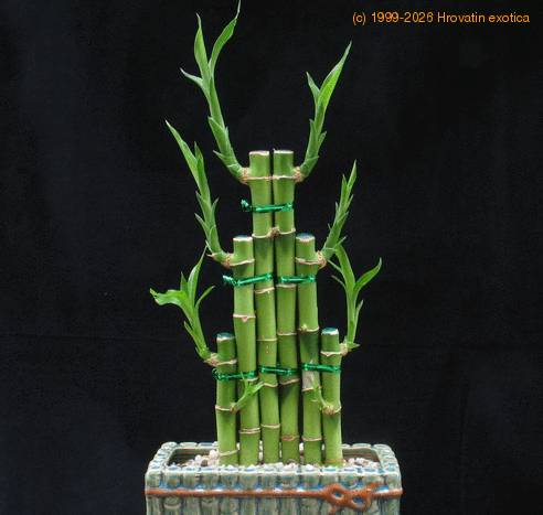 Dracaena braunii-SIb