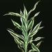 Dracaena deremensis 1877