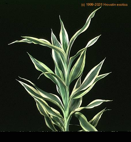 Dracaena deremensis 1877