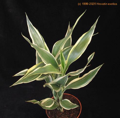 Dracaena deremensis 2