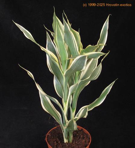 Dracaena deremensis