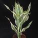 Dracaena deremensis