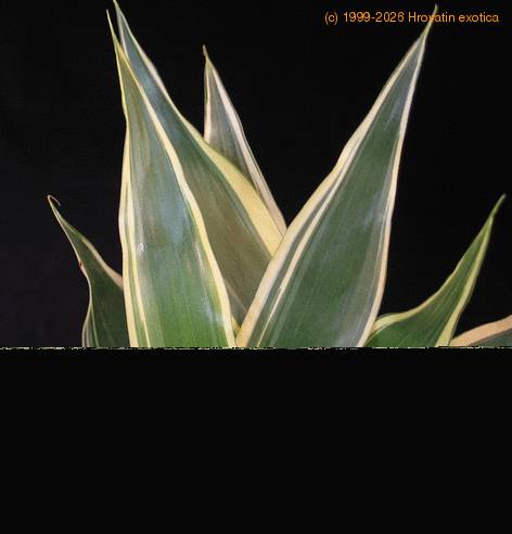 Dracaena deremensis leaf