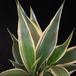 Dracaena deremensis leaf