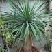 Dracaena draco