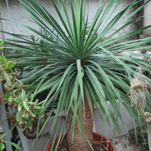 Dracaena draco