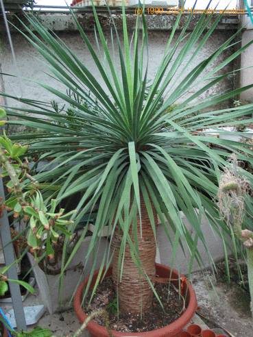 Dracaena draco
