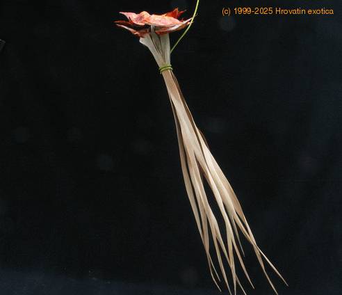 Dracaena draco-SIl1