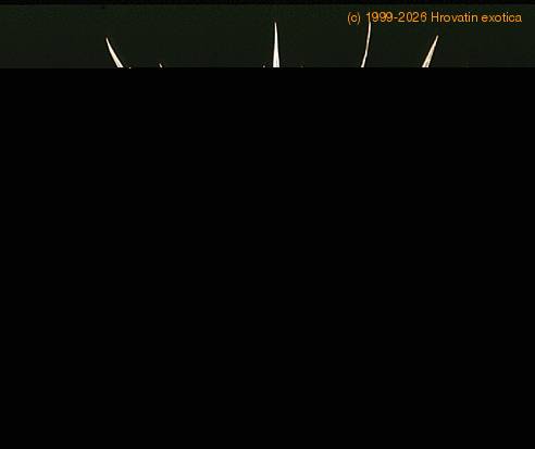 Dracaena marginata bicolor 1866