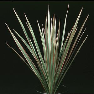 Dracaena marginata bicolor