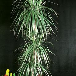 Dracaena marginata