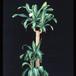 Dracaena massangeana 3008