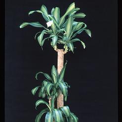 Dracaena massangeana