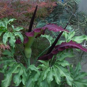Dracunculus vulgaris