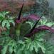 Dracunculus vulgaris-SIb1