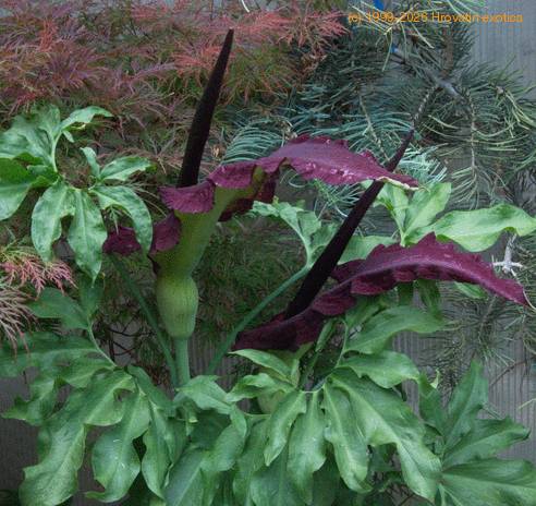 Dracunculus vulgaris-SIb1