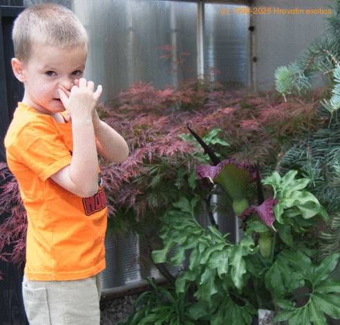 Dracunculus vulgaris-SIb2