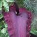 Dracunculus vulgaris-SIf