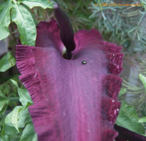 Dracunculus vulgaris-SIf