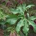 Dracunculus vulgaris-SIl