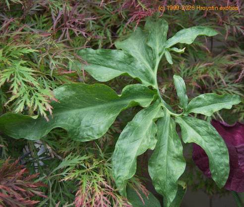 Dracunculus vulgaris-SIl