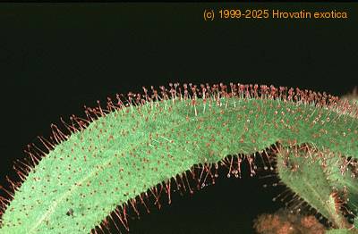 drosera 1714
