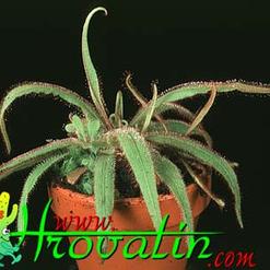 Drosera adelae